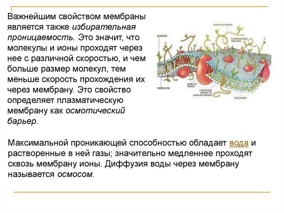 Плазматическая мембрана избирательная проницаемость. Проницаемость плазматической мембраны. Избирательная проницаемость биологической мембраны. Плазматическая мембрана обладает избирательной проницаемостью. Избирательная проницаемость клеточной мембраны связана с.