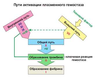 Что такое коагуляция крови простыми словами?