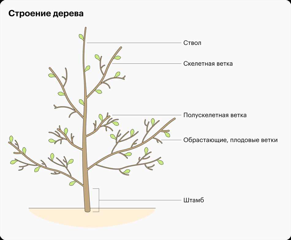 Влияние кроны на рост и развитие растения