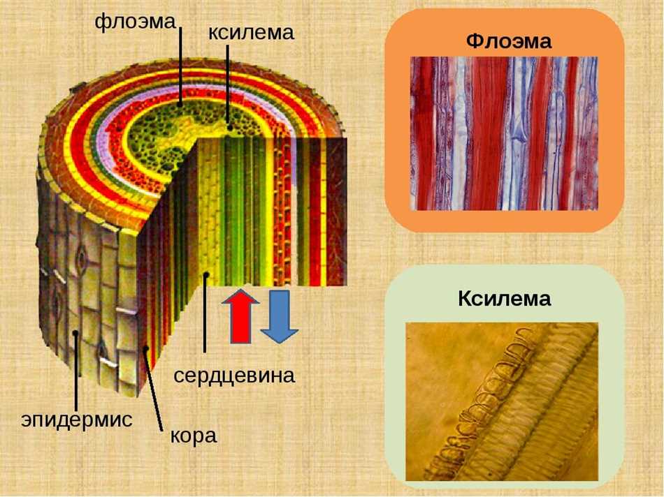 Ксилема флоэма рисунок