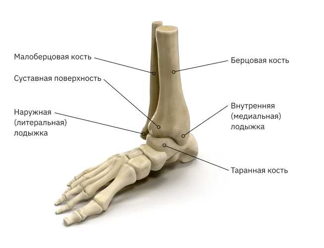 Латеральная лодыжка. Лодыжка кость анатомия. Медиальный лодыжка перелом кости. Перелом медиальной лодыжки. Внутренняя лодыжка большеберцовой кости.