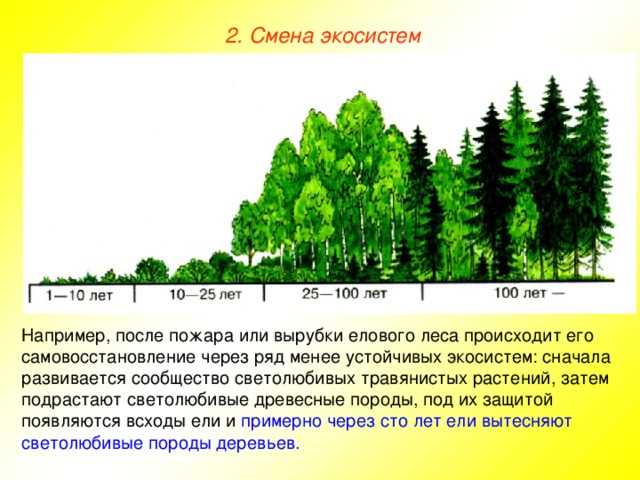 Экосистема леса. Виды лесных экосистем, их характеристики
