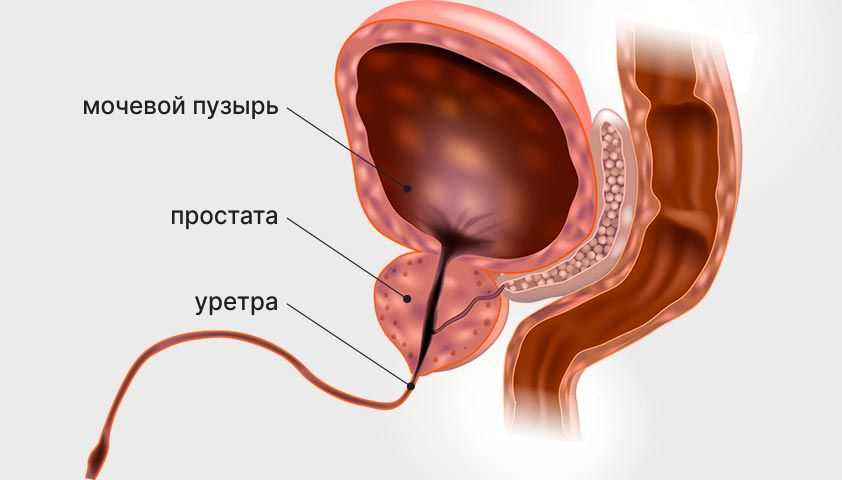 Что Такое Соотношение Пса Свободного К Пса Общему