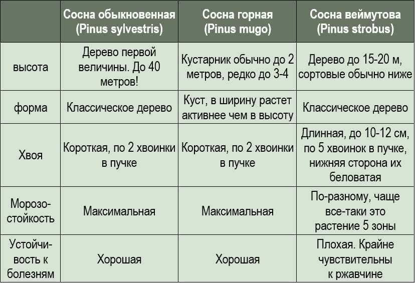 Различия между сортом и видом