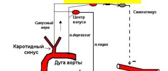 Что такое сосудистые рефлексогенные зоны и их расположение