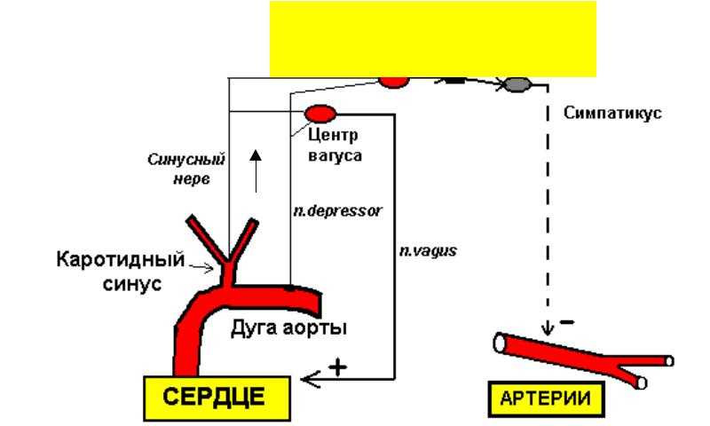 Что такое сосудистые рефлексогенные зоны и их расположение