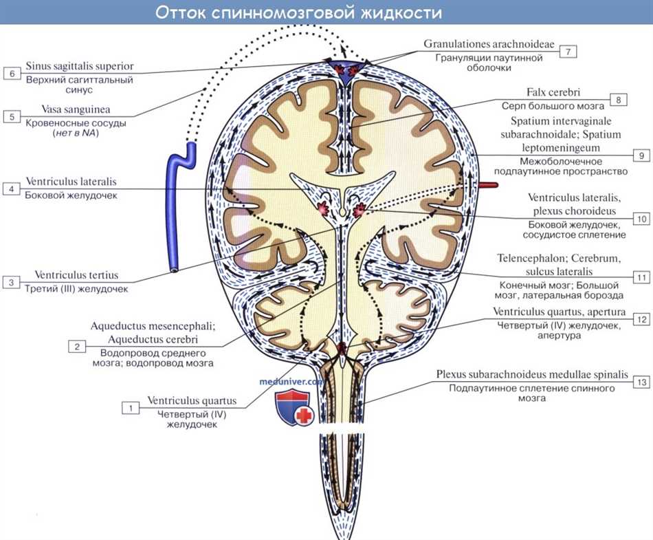 Секреция спинномозговой жидкости