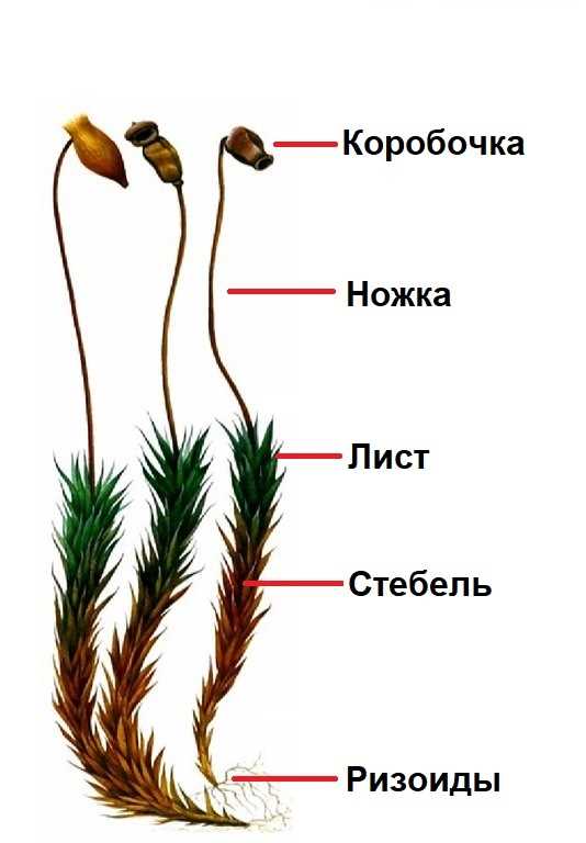 Определение спорофита у мхов