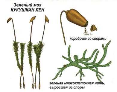 Что такое спорофит у мхов