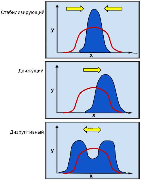 Как происходит стабилизирующий отбор