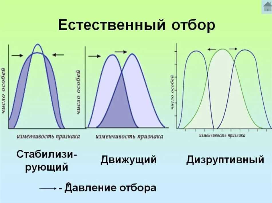 Стабилизирующий отбор схема