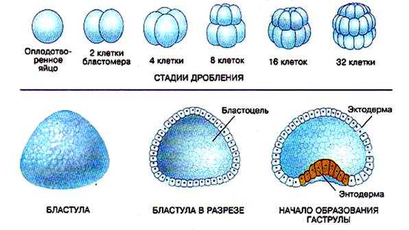 Стадии развития эмбриона