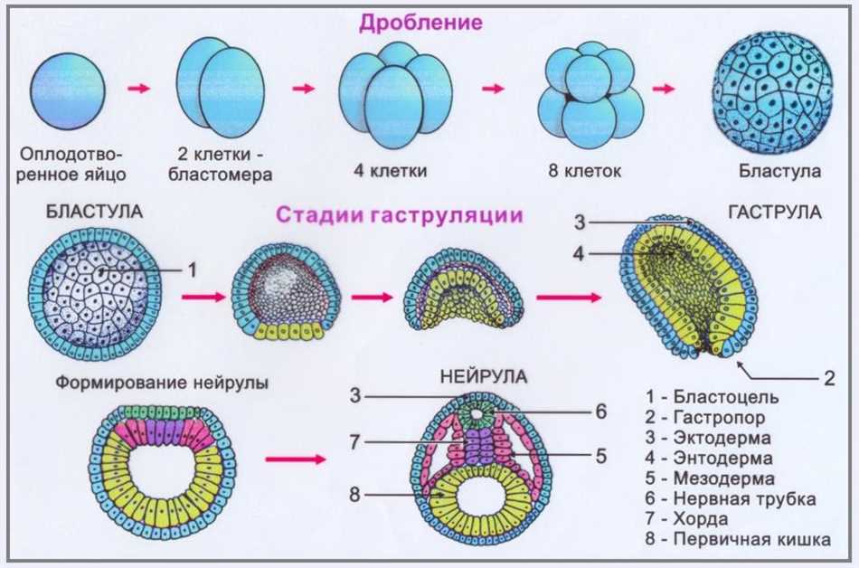 3. Гаструляция: