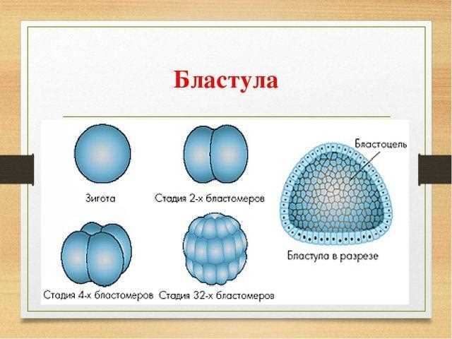 Что такое стадия бластулы