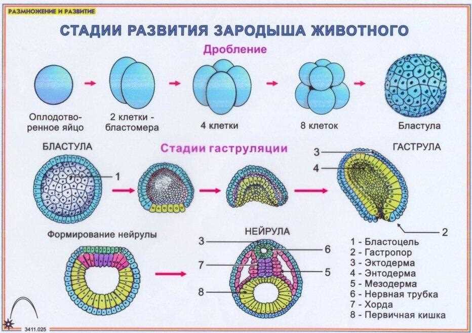 Что такое стадия развития?