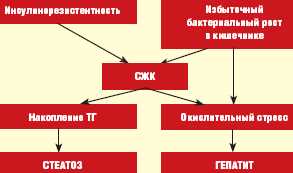 Что такое стеатогепатит с минимальной активностью