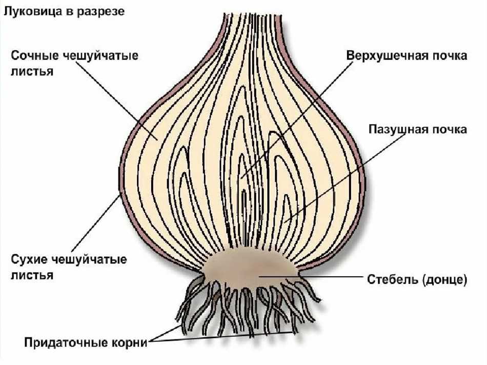 Побеги