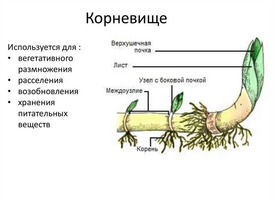 Надземные