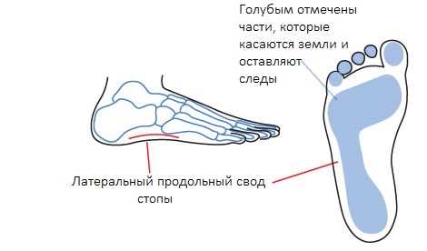 Анатомия стопы