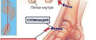 Что такое супинация и пронация анатомия