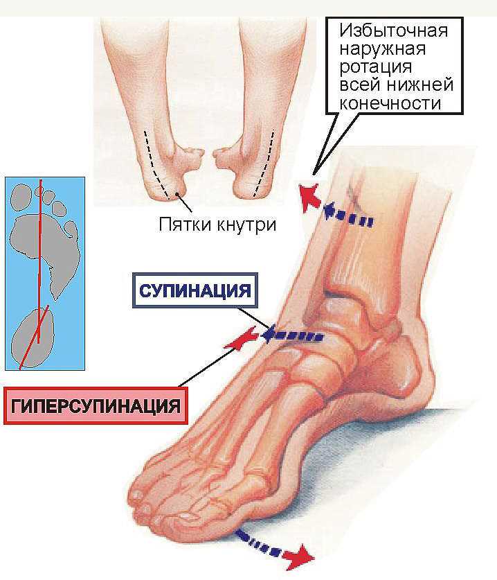 Что такое супинация и пронация анатомия