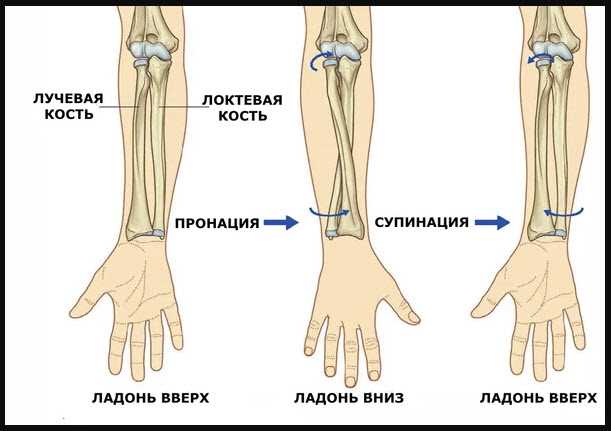 Значение супинации плеча для движений верхней конечности