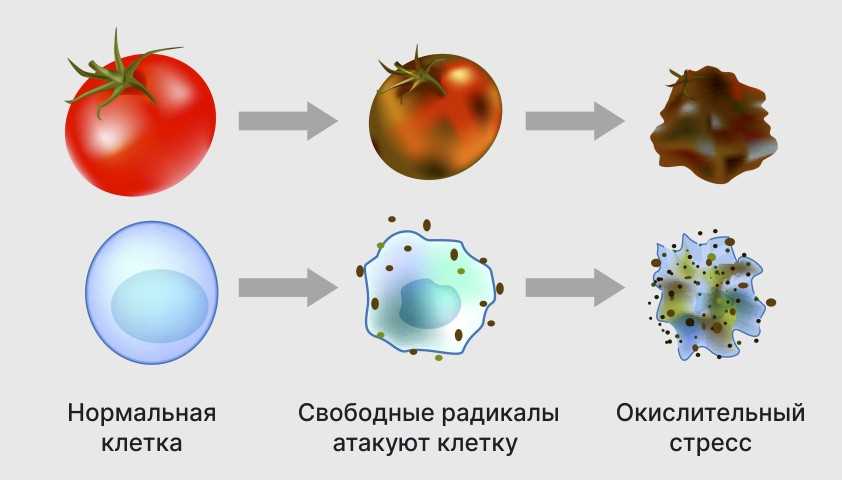 Что такое свободные радикалы простыми словами