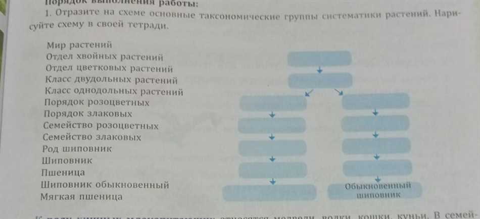 Основные таксономические группы: