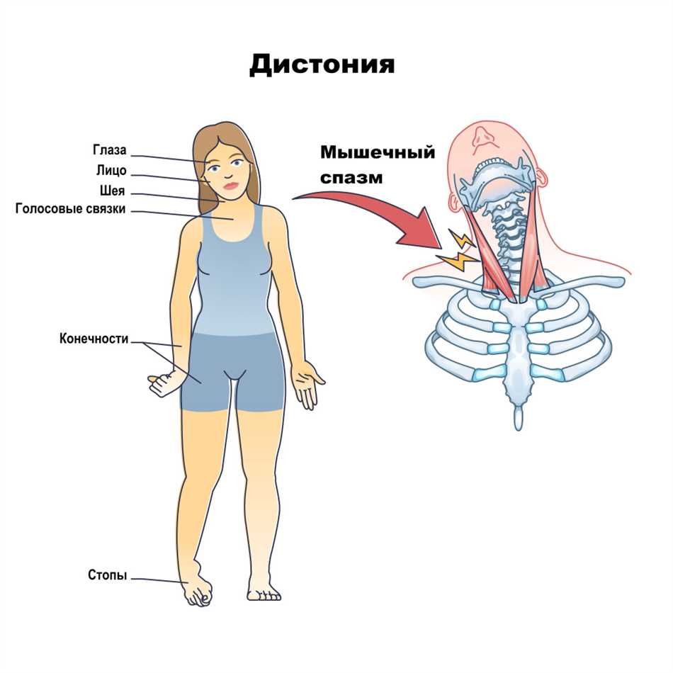 Что такое тонус у человека