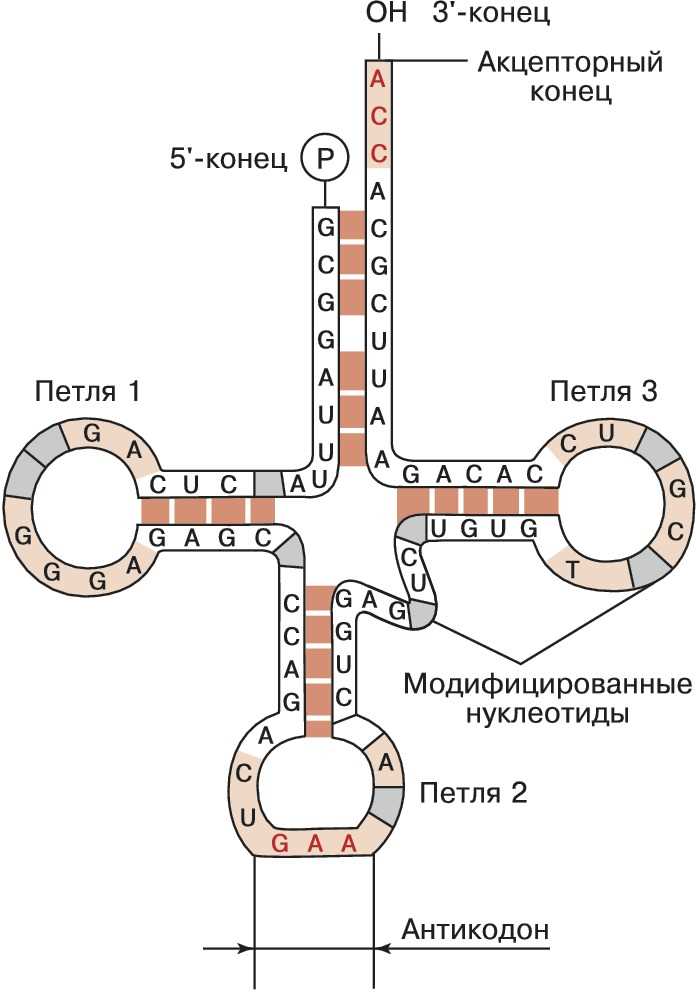 Функция антикодона