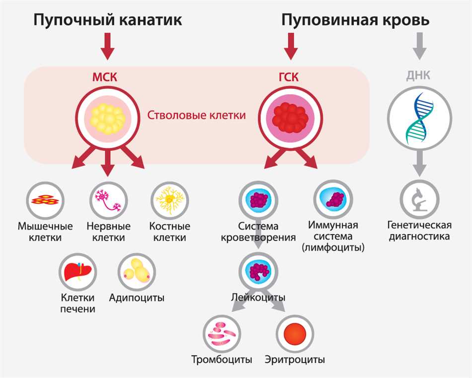 Основные причины возникновения заболеваний системы кроветворения