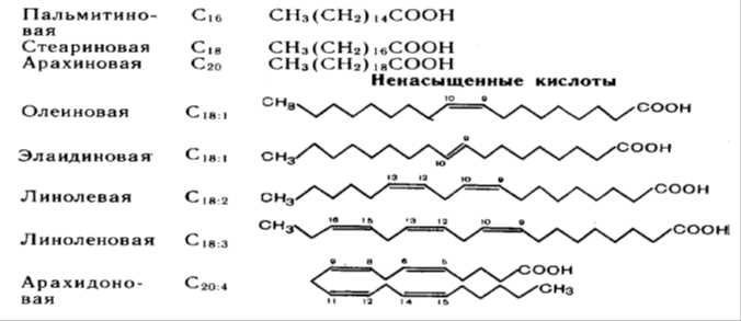 Заменимые жирные кислоты: функции и польза
