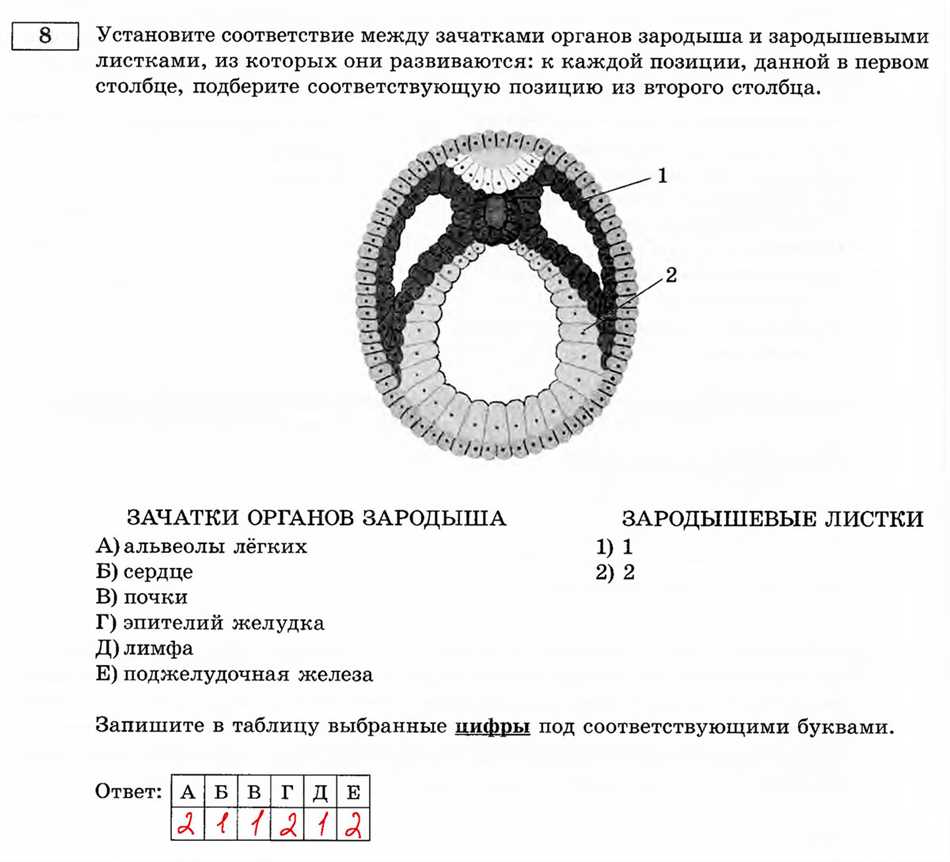 Процесс формирования зародышевых листков