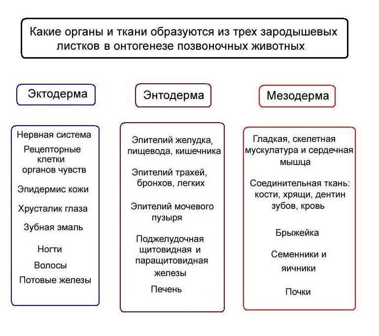 Типы зародышевых листков