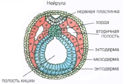 Что такое зародышевые листки в биологии