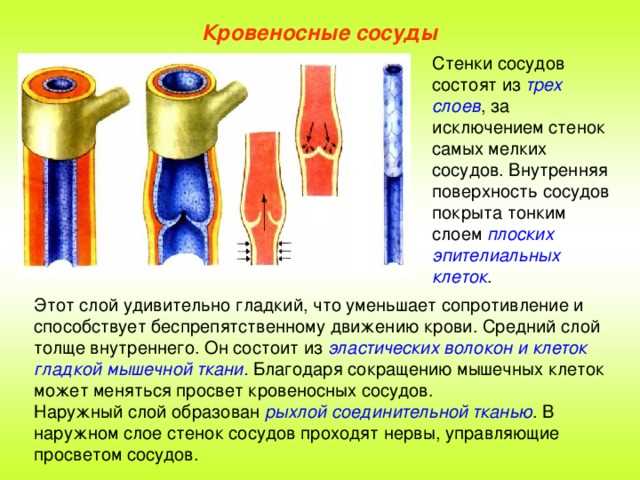 Функция обеспечения кровообращения