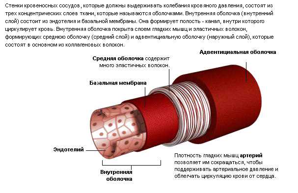 2. Расслабление стенок сосудов