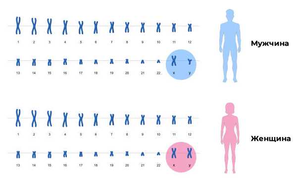Двойная игрек хромосома у мужчин: что это?