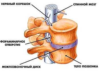 Дву это в медицине что: особенности и функции