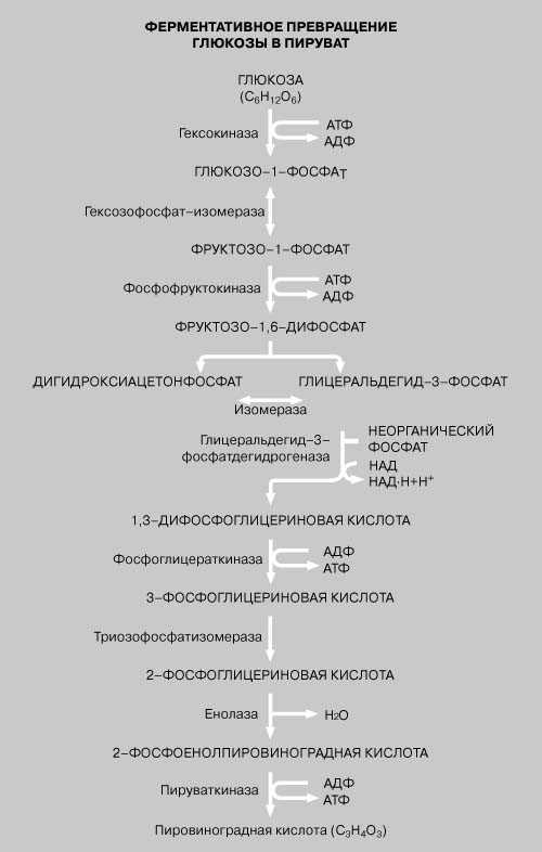 Особенности ферментов