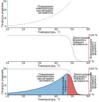 Ферменты: условия работы и особенности