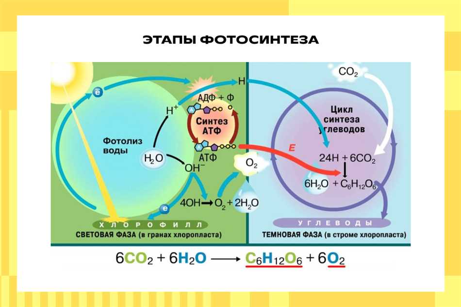 Фотохимические реакции фотосинтеза