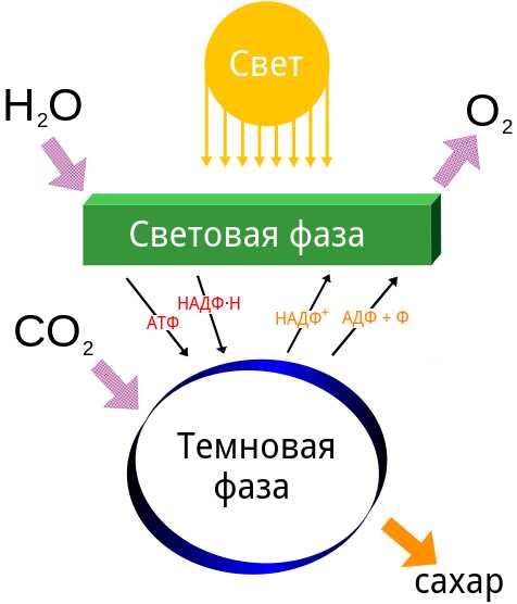 Фотосинтез: процесс и его название