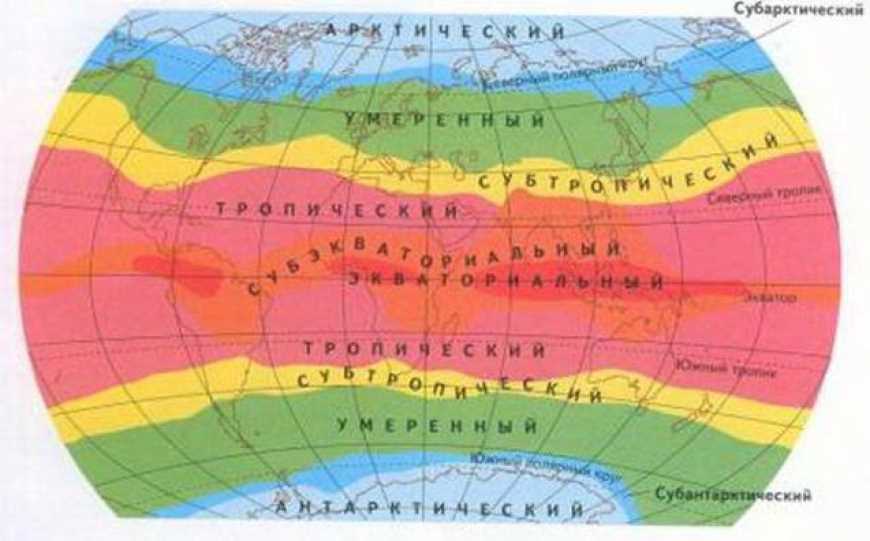 Животный мир арктического пояса