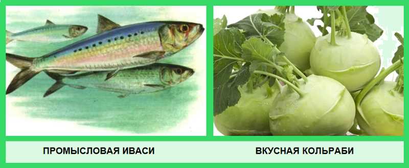 Кольраби какой род мужской или женский