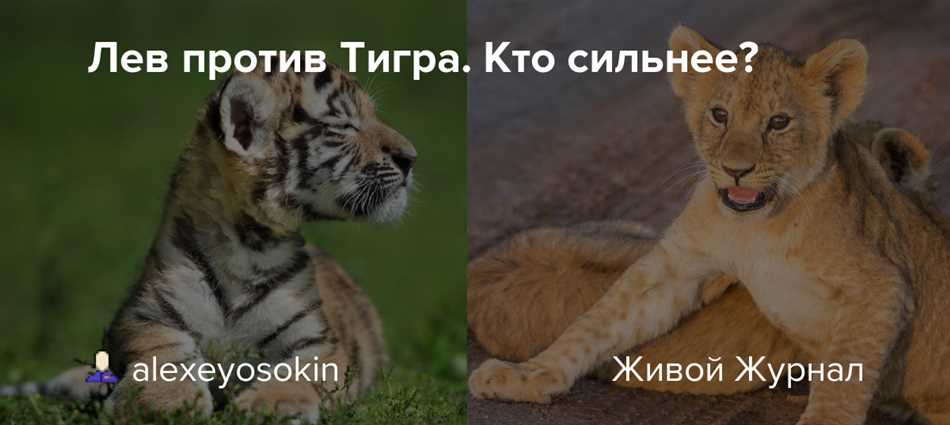 Кто сильнее: лев или тигр? Спорит Камушкин