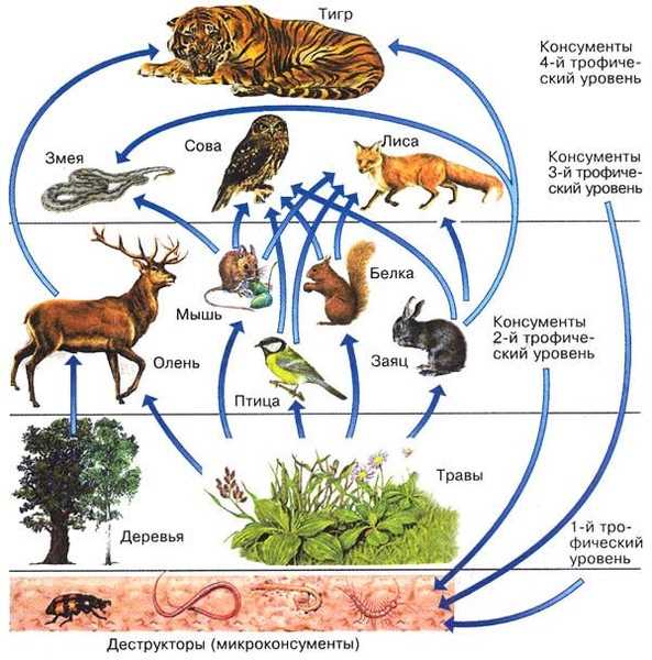 Кто стоит на вершине пищевой цепочки