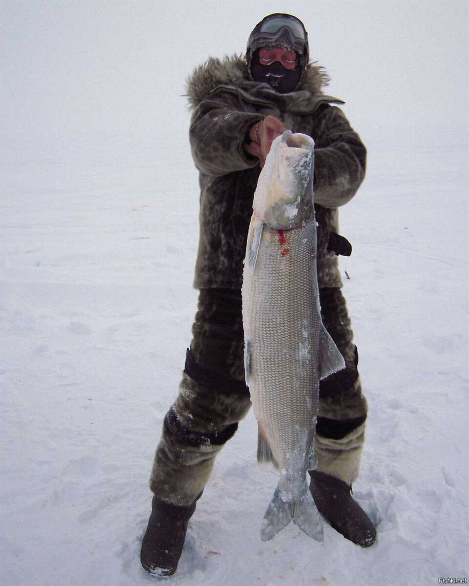 На что клевет нельма в реальной рыбалке