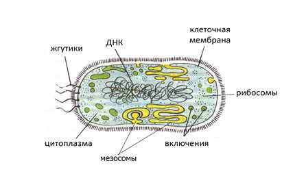 Найди где в клетке содержатся молекулы днк