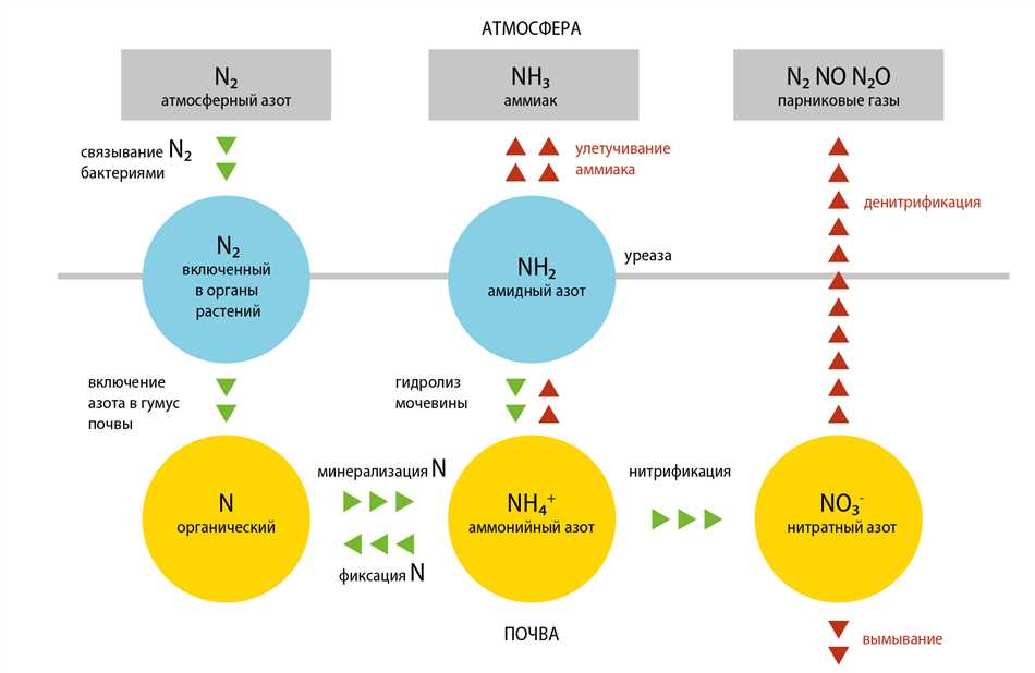Источники азота для растений